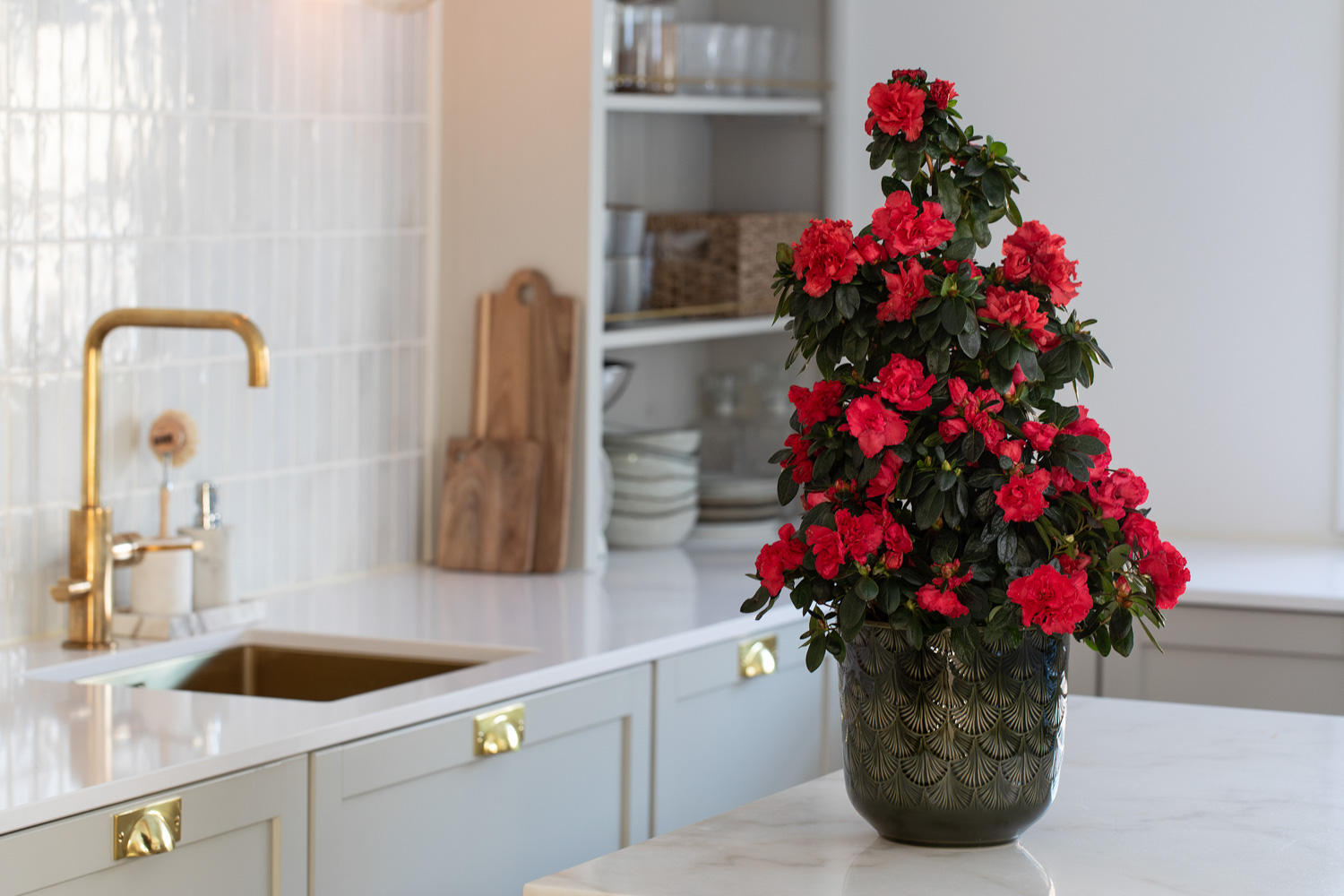 R&oslash;d azalea pyramide